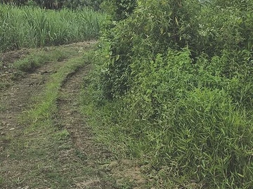 Terrain Agricole