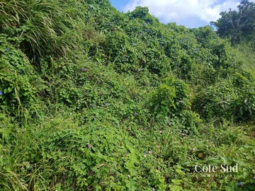 Agricultural Land