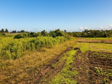 Agricultural Land