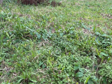 Residential Land