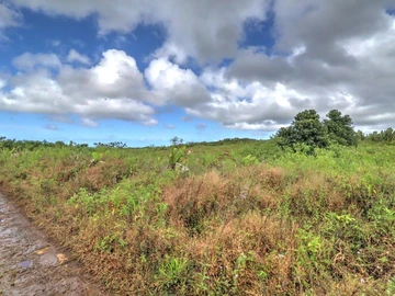 Agricultural Land