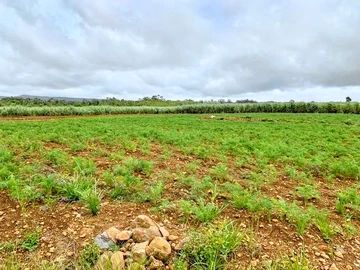 Agricultural Land
