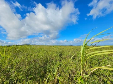 Agricultural Land