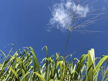 Agricultural Land