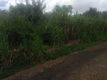 Agricultural Land