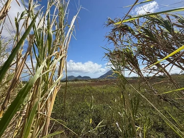 Agricultural Land