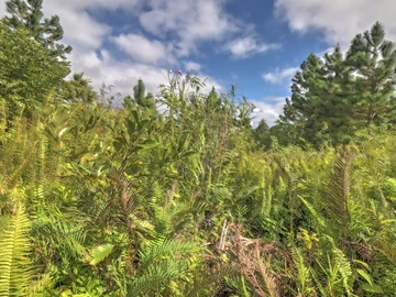 Residential Land