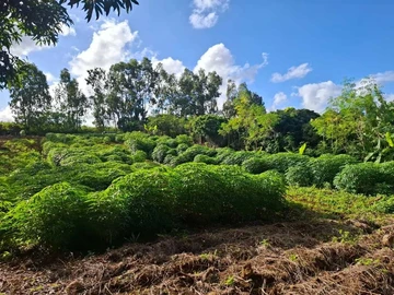 Agricultural Land