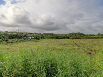Agricultural Land