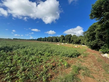 Terrain Agricole