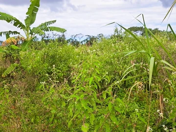 Agricultural Land