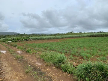 Agricultural land for sale Bois Cheri 