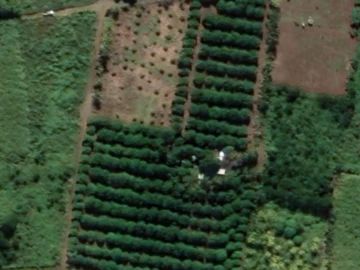 Land in an agricultural estate / orchard in Deux Bras