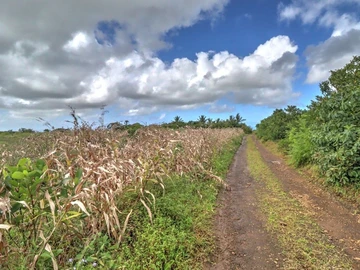 Agricultural Land
