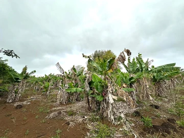 Agricultural Land