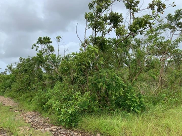 Agricultural Land