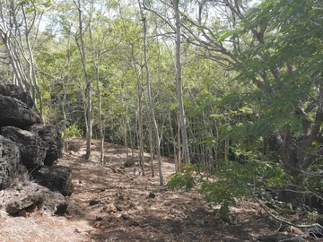 Terrain
