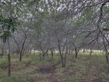 Residential Land