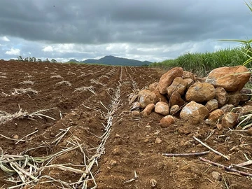 Agricultural Land
