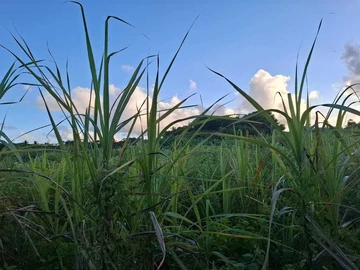 Agricultural Land
