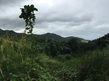 Agricultural Land