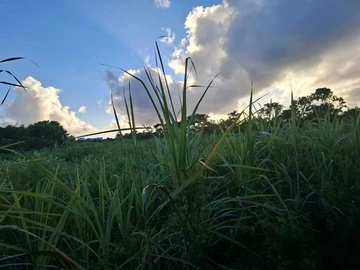 Agricultural Land