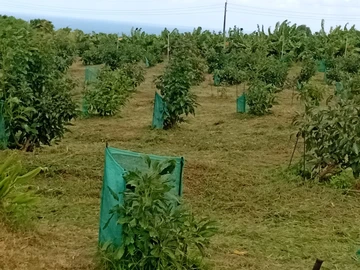 Agricultural Land