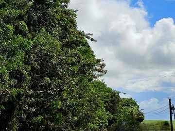 Commercial Land
