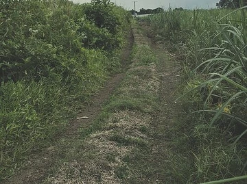 Terrain Agricole