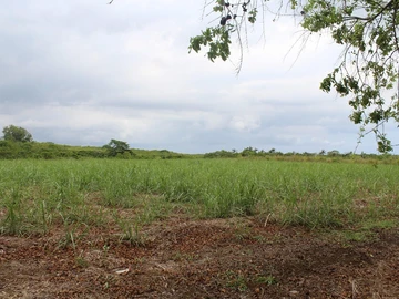 Agricultural Land