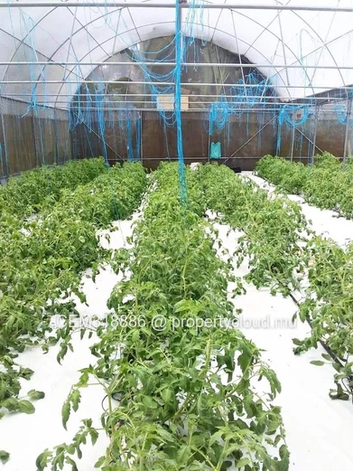 8.47 Perches Residential Land for Sale with Fully Equipped Greenhouse – Rivière des Anguilles