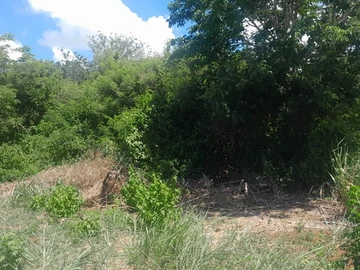 Agricultural Land