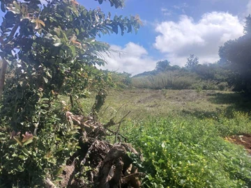 Agricultural Land