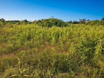 Agricultural Land