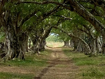 Land