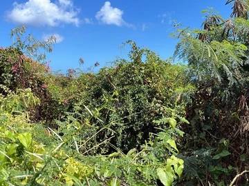 Residential Land