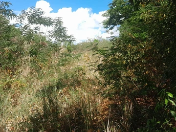 Terrain