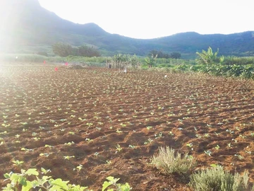 Agricultural Land