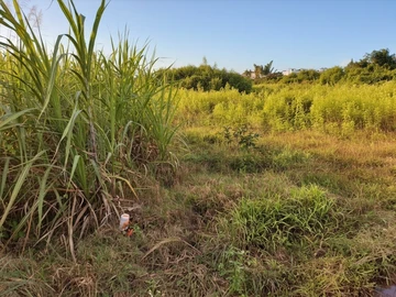 Agricultural Land