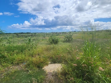 Terrain