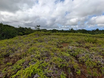 Residential Land