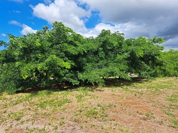 Residential Land