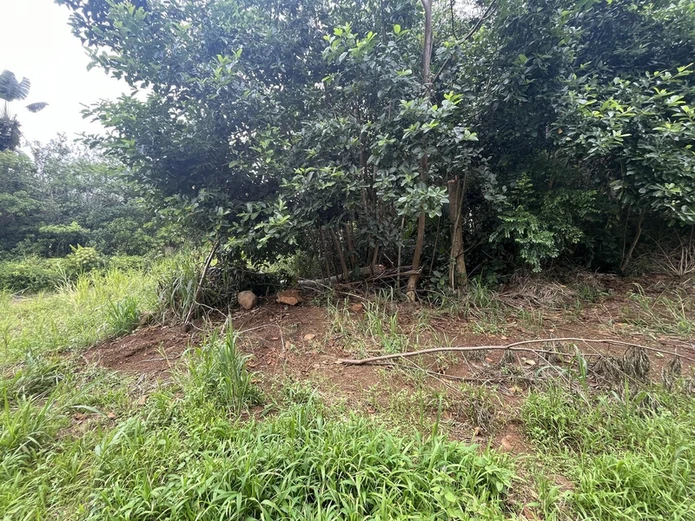 Agricultural land ideal for lodges