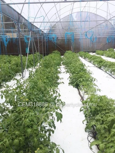 8.47 Perches Residential Land for Sale with Fully Equipped Greenhouse – Rivière des Anguilles