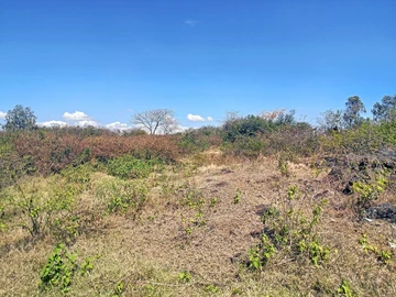 Land