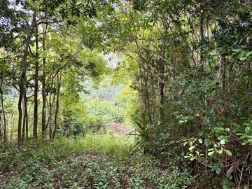 Agricultural Land