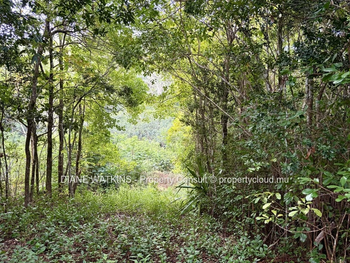 Agricultural Land for Sale in Chamarel | 10,276 m² Bordering Ebony Forest