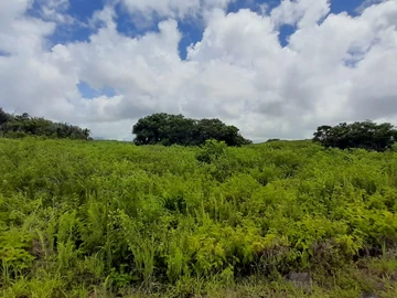 Agricultural Land