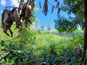 Residential Land