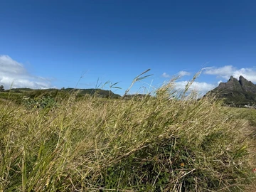 Agricultural Land